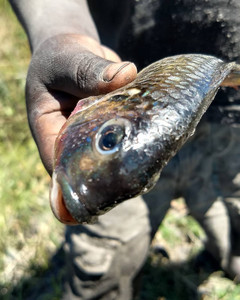 18045773464119188.jpg